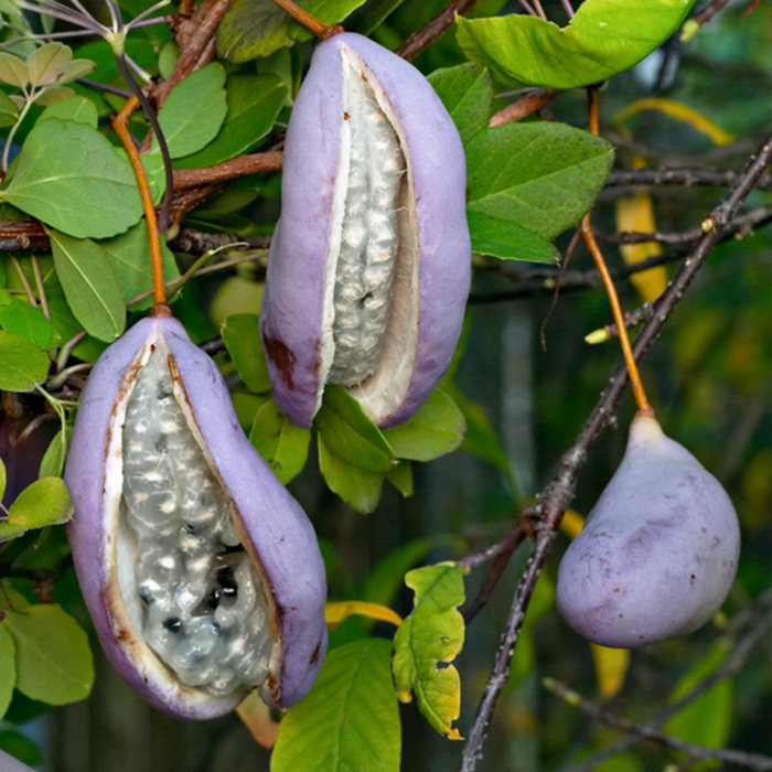 【虹越】虹越进口 五叶木通盆栽苗 藤本攀援植物 花园庭院种植