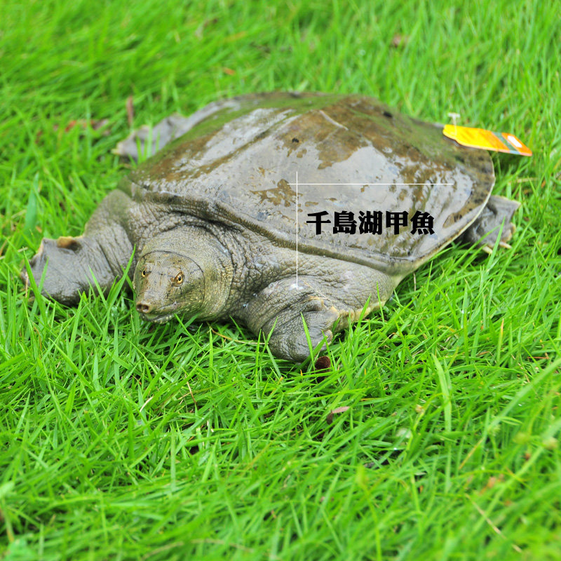 千岛湖野外放养清水公甲鱼 中秋礼品1斤原生态活体中华鳖水产品