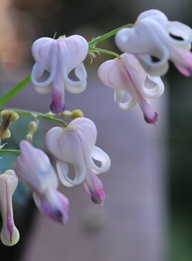 jefferys臻品园艺馆花园植物预订 绣球 星花火 11cm盆栽苗规格