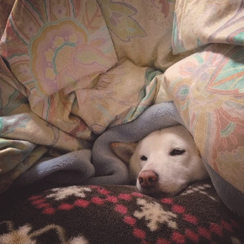 懒床达人的必备!你还没有么?