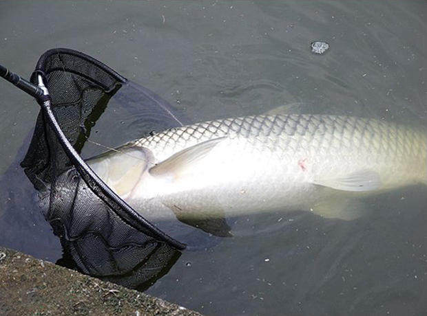 夏季钓草鱼实战诀窍