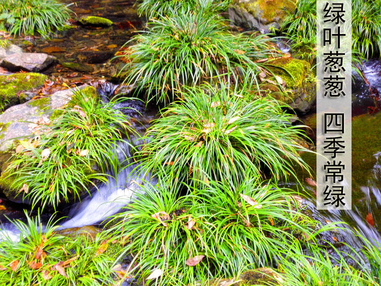 陸游詩《菖蒲》:雁山菖蒲崑山石,陳叟持來慰幽寂.