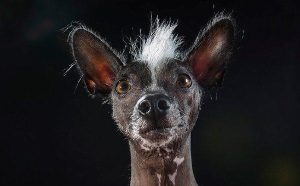 世界最丑陋的动物:中国冠毛犬屡获"最丑冠军"