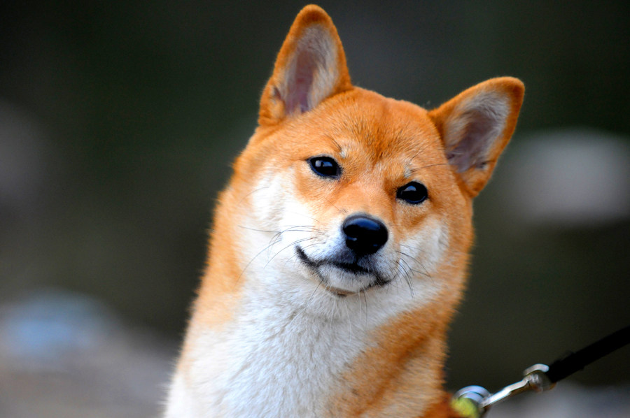 养狗十戒,你做到几条.