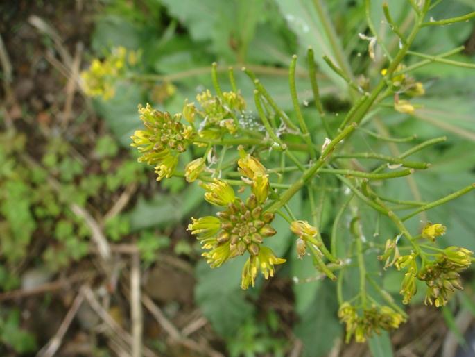 药用价值高的野菜——鸡肉菜