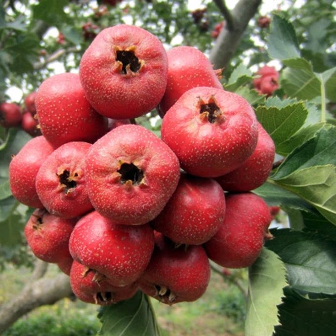 新鲜水果山楂红果山东农家自种水果 冰糖葫芦原料可批发5斤包邮