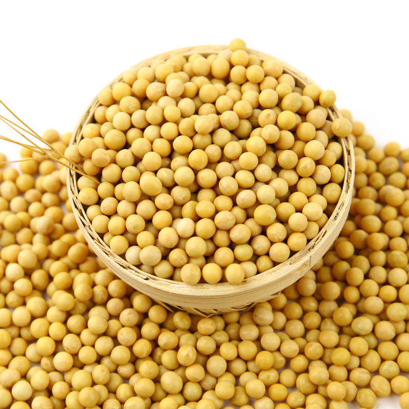 黄豆非转基因大豆农家自种椭圆黄豆孕妇豆浆500g 生/熟黄豆粉300g