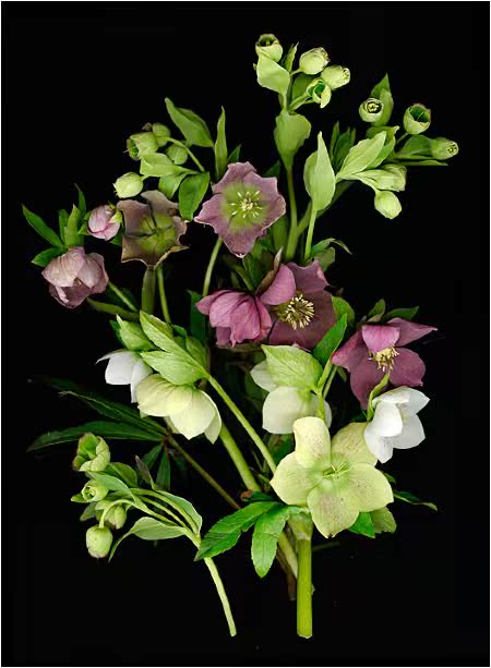 铁筷子,又叫圣诞玫瑰,花期12月至来年3月,是冬季开花的常绿植物,喜欢