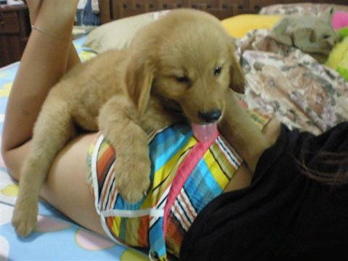 狗狗做了绝育还要骑别的狗,是同性恋么?