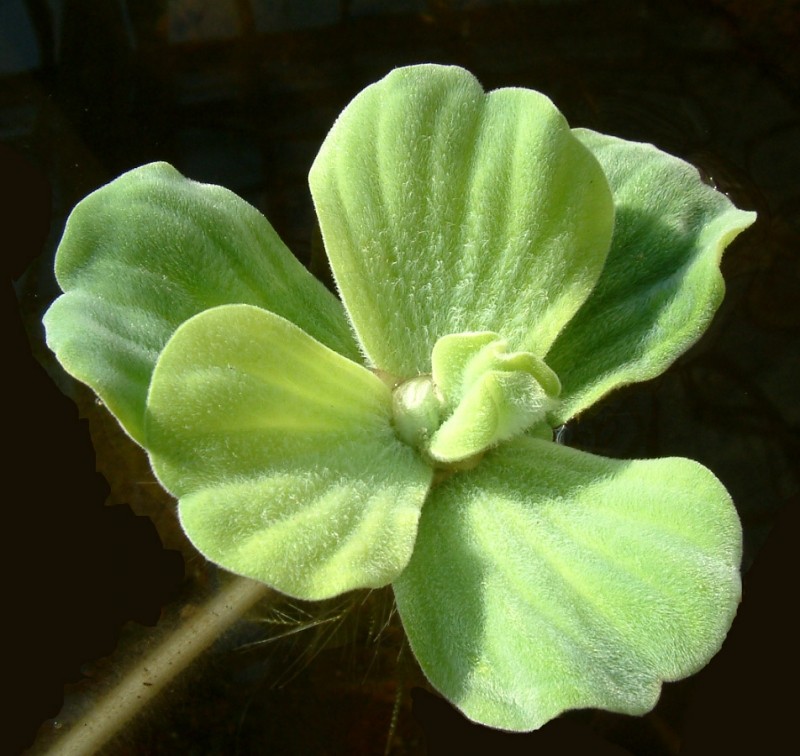 炎热夏天,用水生植物带来些许清凉 (上)