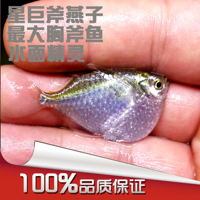 魏莱虾室 南美野生星巨斧燕子 胸斧鱼 巨型观赏