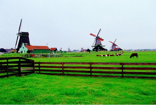 【正品代购】荷兰奶粉 只为孩子们的健康