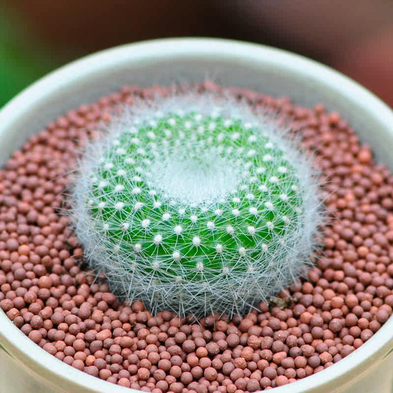 多肉植物白雪光实生苗 仙人球盆栽 办公室内防辐射开花仙人掌肉肉