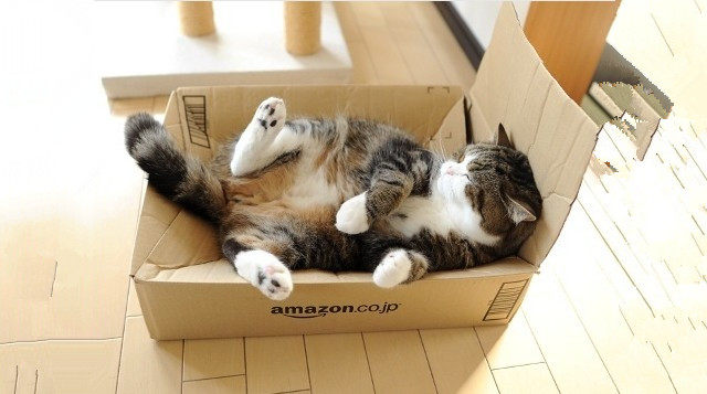 萌宠物星球#那些年我们居然追过这么多猫明星