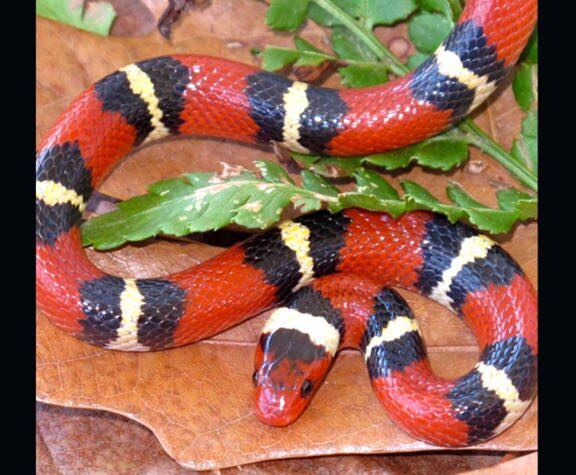 然而美国北卡罗来纳州沙山森林中的猩红王蛇却在模仿