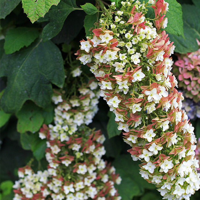 虹越进口植物预售 栎叶绣球"雪花" 花园落叶