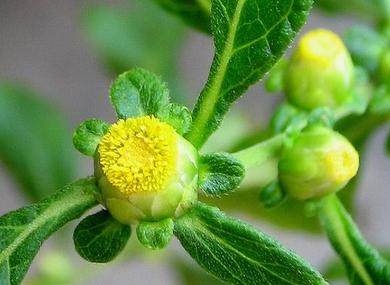 鹿活草?何方神药?