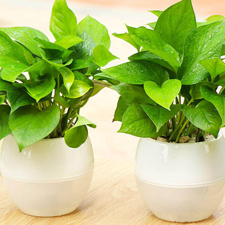 绿萝盆栽花卉室内吊兰观叶水培植物桌面花叶