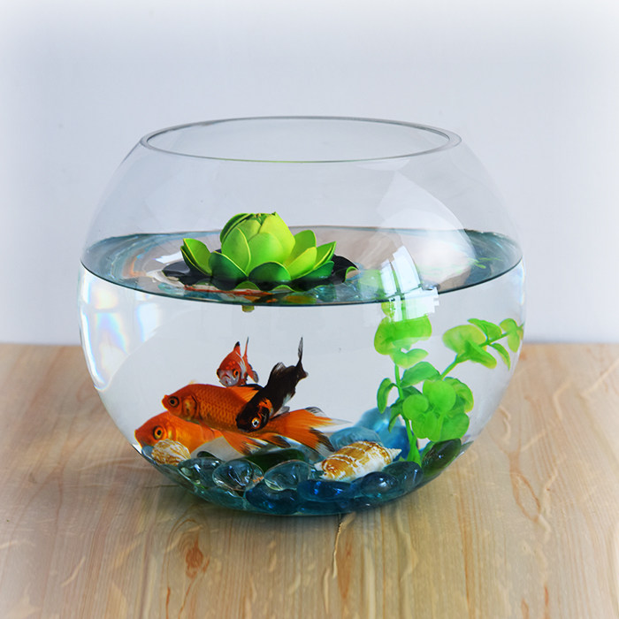 充满生机的装饰鱼缸