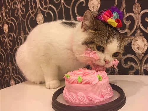 柴犬猫猫吃蛋糕,谁的吃相更难看?(偷笑)