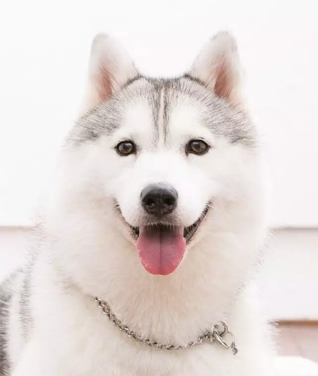 不要以为长得好看的哈士奇就会是个正常狗!