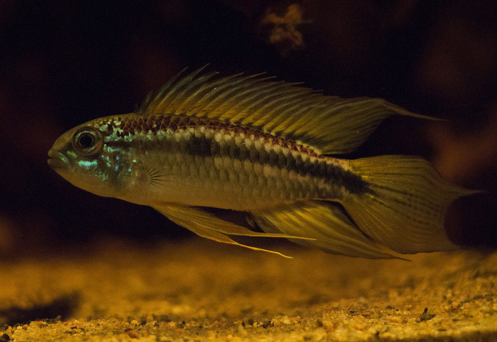 年龄:11个月动物:印加鹦鹉短鲷,三带铅笔鱼植物:浮萍,大薸栖息地描述