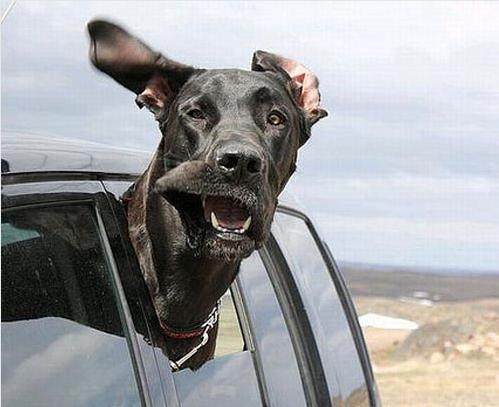 出游兜风 狗狗们各种帅气逼人的表情