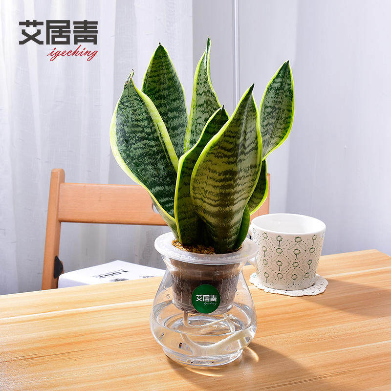 艾居青水培植物栀子花盆栽花卉室内水培虎皮兰绿植吸甲醛绿色盆景