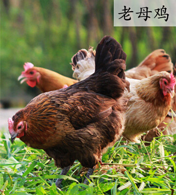 正宗苏北草鸡肉 2年农家散养土鸡老母鸡 自养活鸡现杀