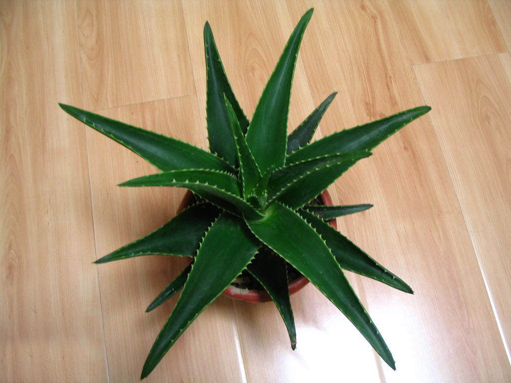 【每日一花】杀菌,润肤,排毒,美容 芦荟盆栽