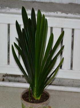 长春精品君子兰 立板立板大桥 飘纹 钢板 满身纹 绿植盆栽 国兰