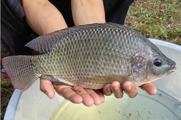 羅非魚,草魚的打窩技巧詳解