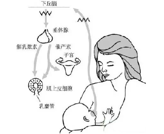 催产素会令乳腺管周围的微小肌肉收缩,肌肉收缩会挤压乳腺管,在婴儿
