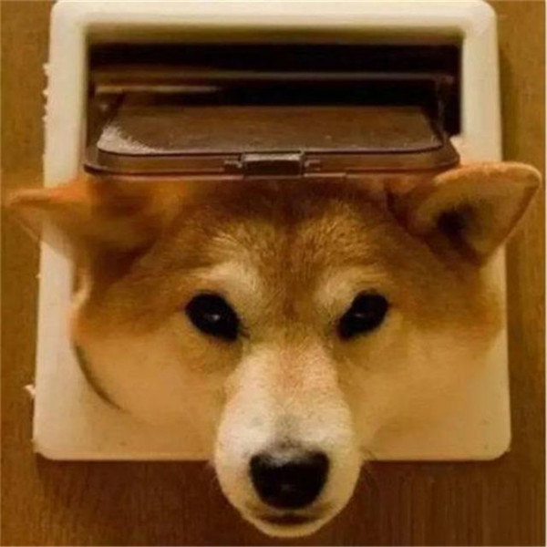 狗生已思考好,请帮我把狗头弄出来
