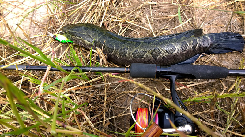 垂钓黑鱼有讲究,掌握技巧频上钩