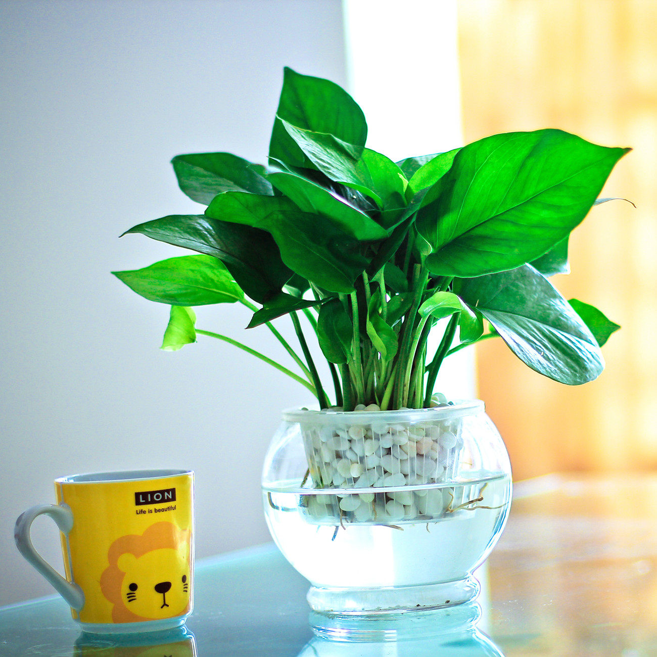 2,绿萝 绿萝也非常适合在冬天种植,尤其是水培绿萝.