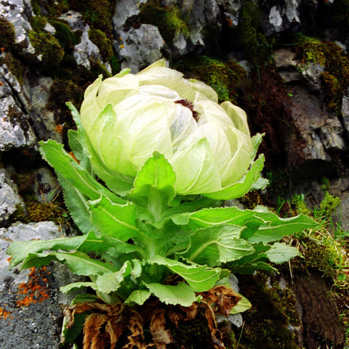 晶珠天山雪莲花西藏西新疆特产野生天山雪莲正品雪莲花50克