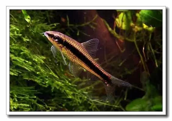 【除藻之王】水草缸必备的工具鱼 - 黑线飞狐