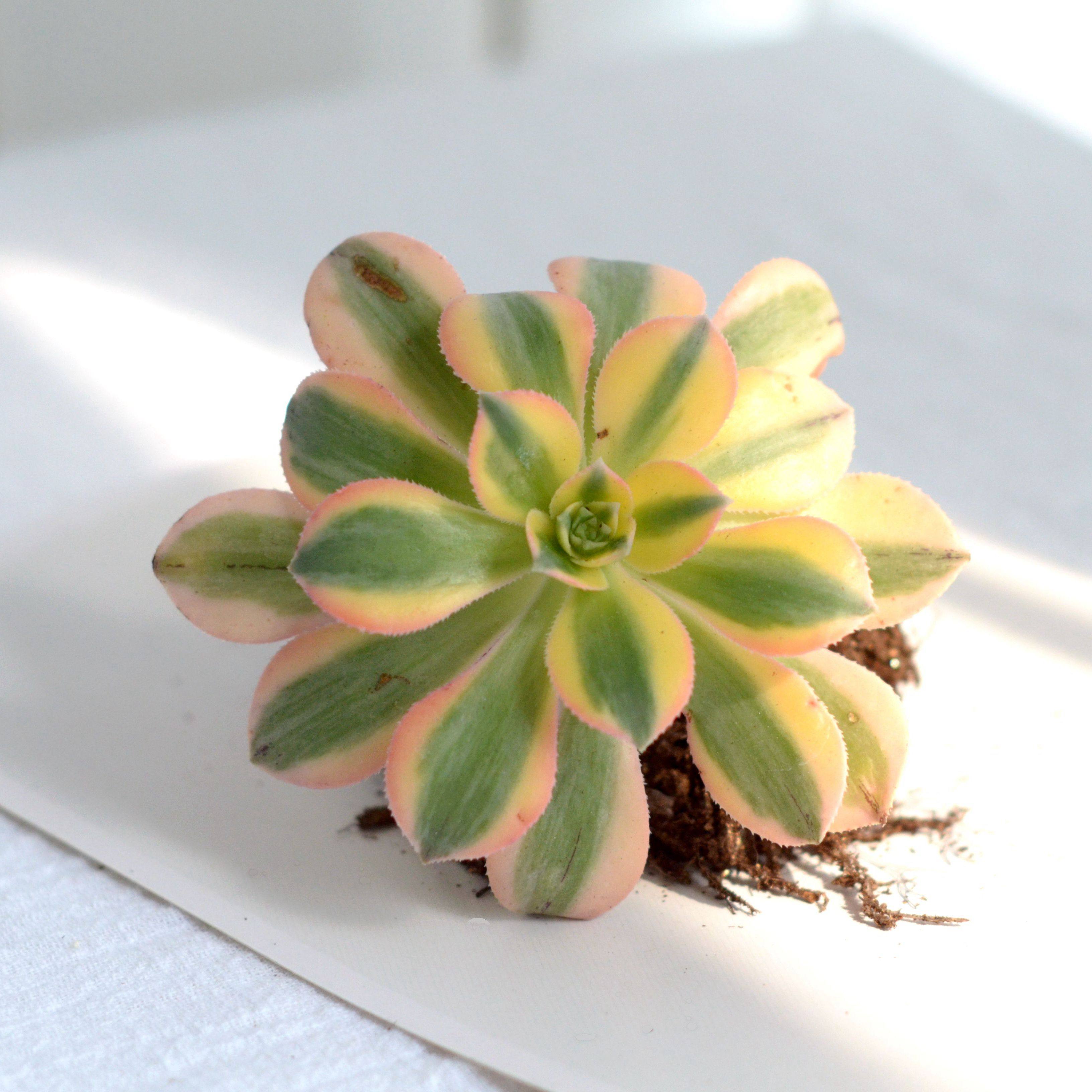 多肉植物的一些常识以及近期火爆品种