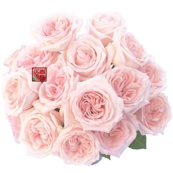 f01粉色奥哈娜 法国月季浓香大花灌木多季种苗盆栽1加仑