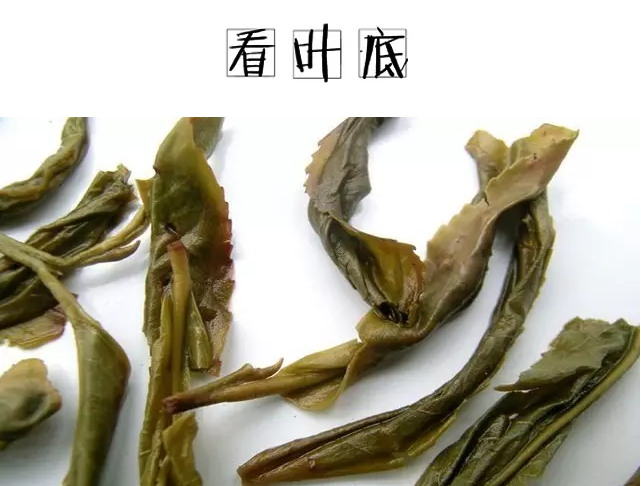 武夷山大红袍茶叶半成品"毛茶"审评标准