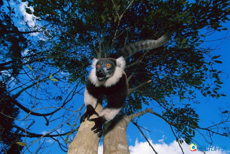 全球濒危灭绝的12种动物:比大熊猫还稀有