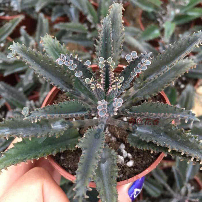 肉色花香 羽叶不死鸟 多肉植物 迷你绿植精品