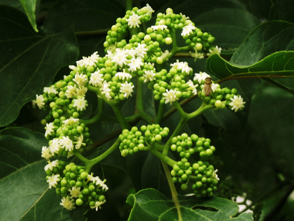 万子梨,蜜屈律,山林果,木蜜,木珊瑚,鸡距子,鸡爪子,万寿果,金钩子,金