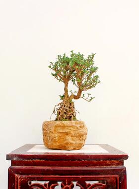 盆栽花卉龙爪槐*室外.国槐|垂槐|盘槐|垂枝槐|龙爪槐树