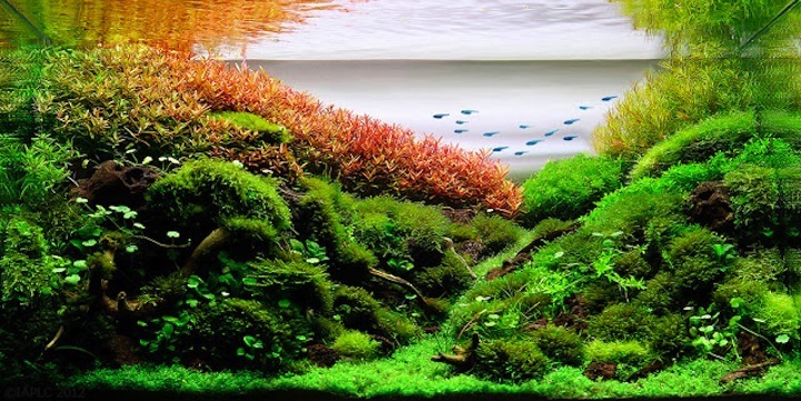 【康馨分享】鱼缸造景分享