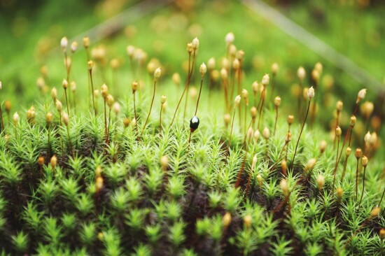 认识苔藓第三篇:泥炭藓