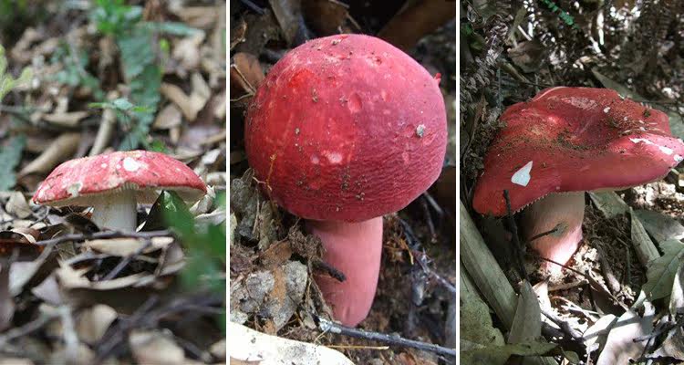 二哥点评:二哥早已对心目中的小鸡炖蘑菇垂涎已久,喜爱榛蘑的鲜嫩和