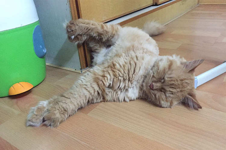 看"睡神"猫咪的百态睡姿