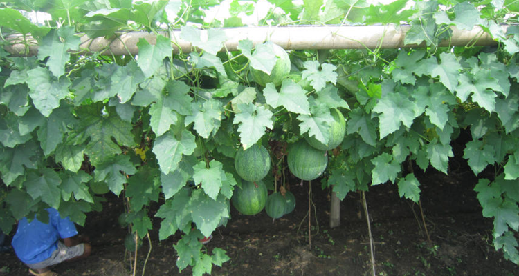 一颗"野葫芦"救活了无数心脏病患者